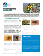 Fiche médiation Guêpes et Frelons